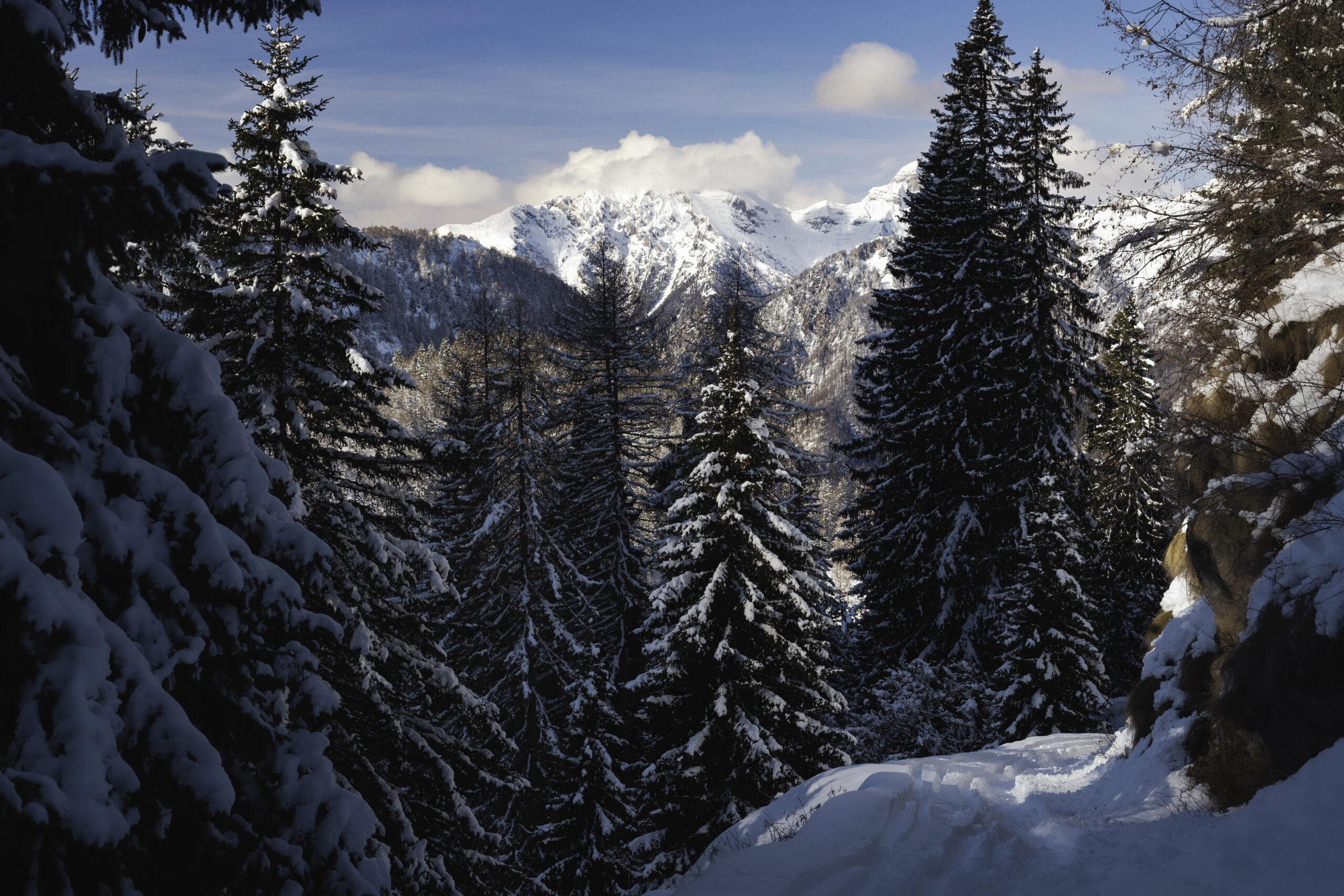 Panorama montano innevato tra le conifere