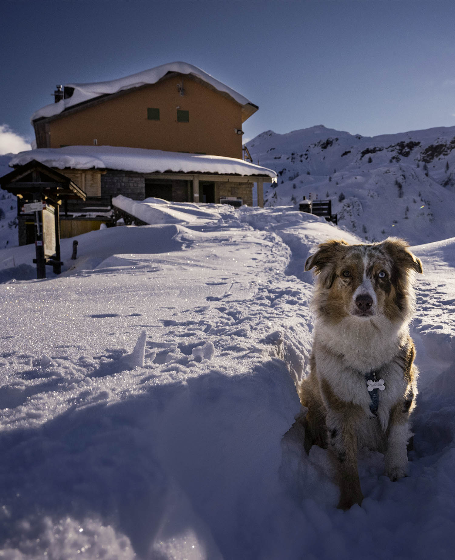 Rifugio Fratelli Calvi innevato, con un cane davanti all’ingresso